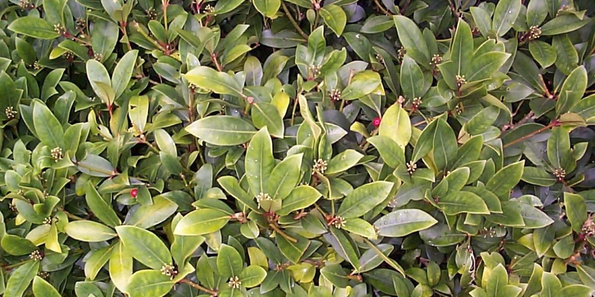 Login, Welcome Bonus 125% Up To C$6000